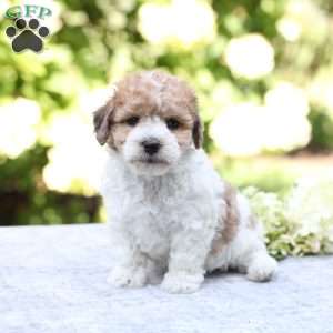 Rusty, Bich-Poo Puppy